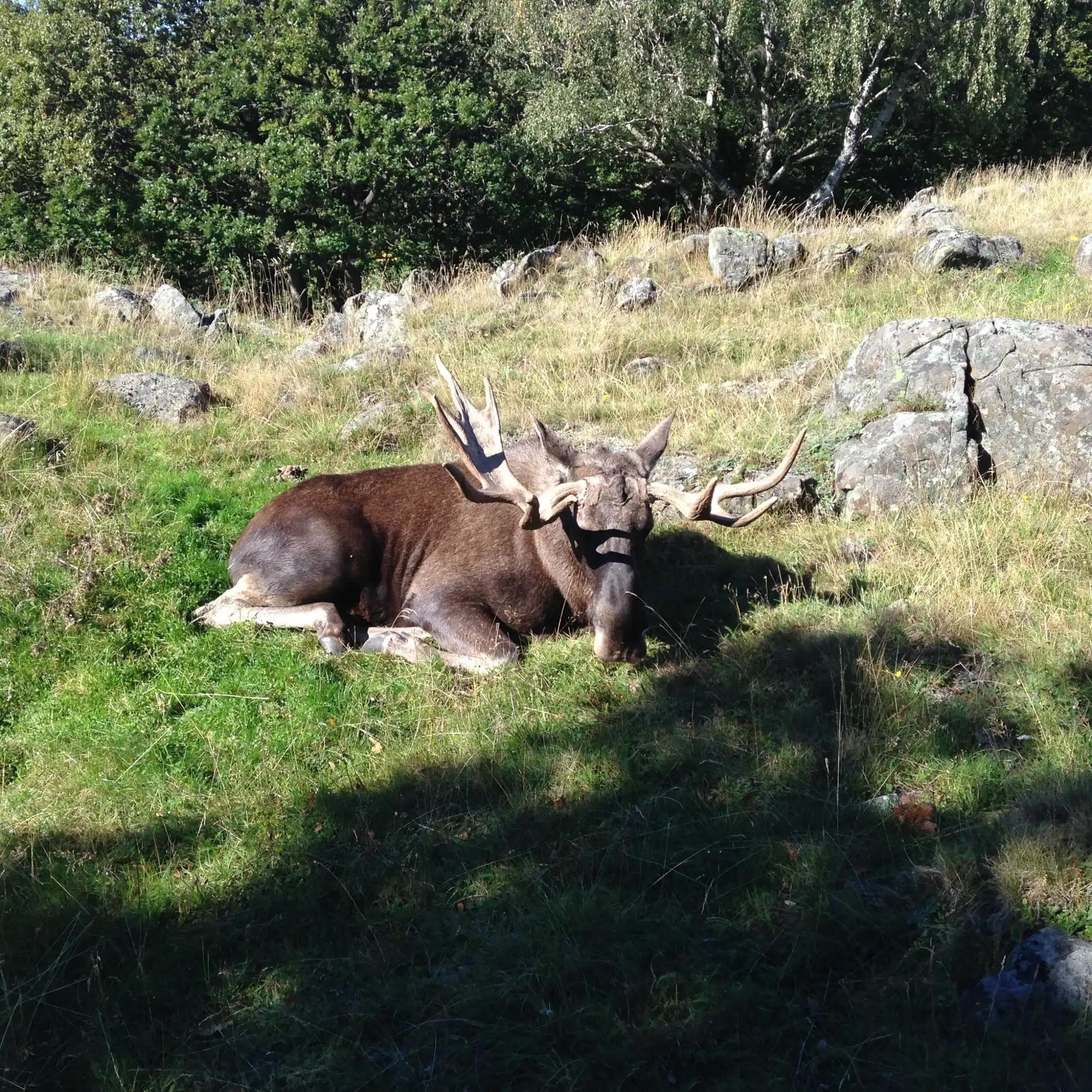 Was wäre ein Artikel über Schweden ohne einen Elch? Foto: Marcus Plahusch